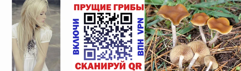 Купить закладки  Тула  Галлюциногенные грибы прущие грибы 